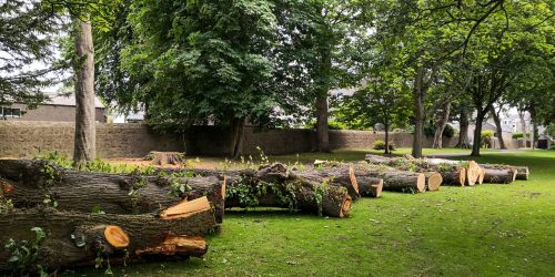 Tree Removal, Tree Cutting, Tree Service, Free Estimates